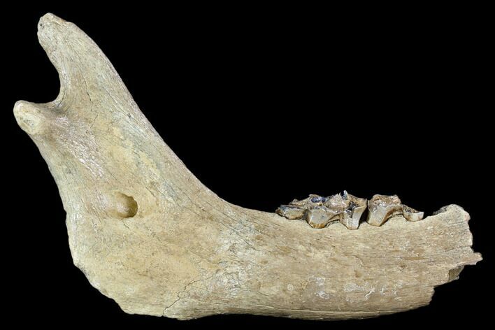 Irish Elk Jaw Section - Pleistocene, Germany #123491